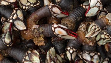 percebes_perceves_1