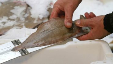 Pesca
