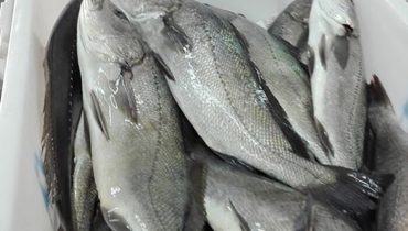 pescado2