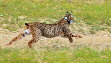 solta de linces_alcoutim_er_02