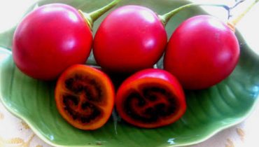 tamarilho|tamarilho|plantas clonadas|Jorge Canhoto e Sandra Correia