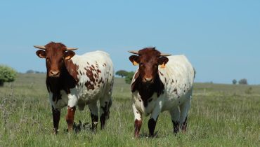 vacas mertolengas|Boi Mertolengo_Parque de Natureza de Noudar_er_04|vaca mertolenga