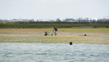 viveiros viveiristas ria formosa rd-27|José Florêncio